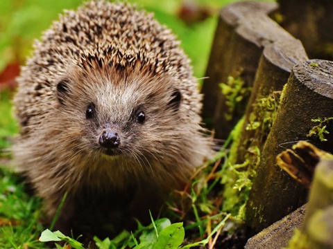 Hedgehog Highways
